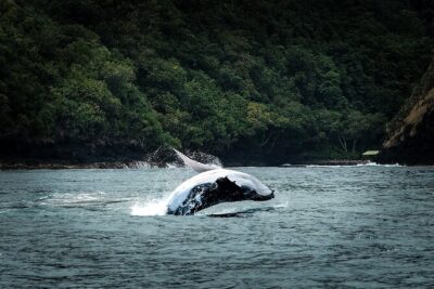 Half Day Whale Watching in a Small Shared Group - The Ārue Stadium start: how the half day unfolds on the water