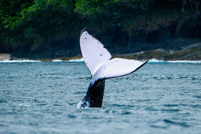 Half Day Whale Watching in a Small Shared Group - Snacks, fresh fruit, and drinks: a half day that doesn’t leave you hungry