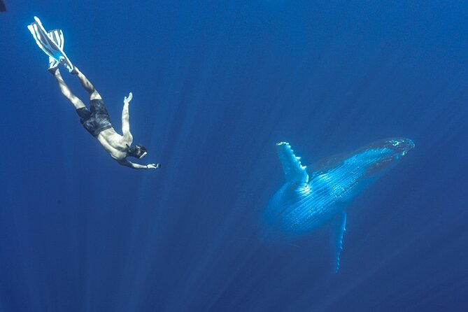 Half Day Whale Watching in a Small Shared Group - Crew behavior and safety: why a small team can feel better than big crowds