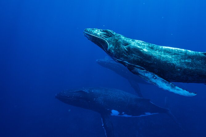 Half Day Whale Watching in a Small Shared Group - Weather and rescheduling: the honest part of whale watching