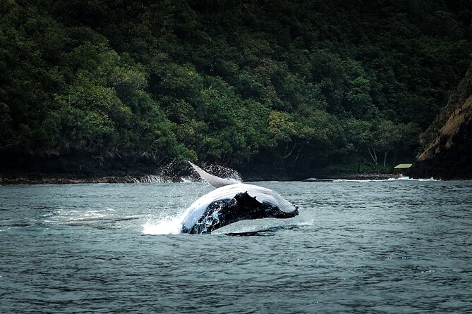 Half Day Whale Watching in a Small Shared Group - The Ārue Stadium start: how the half day unfolds on the water