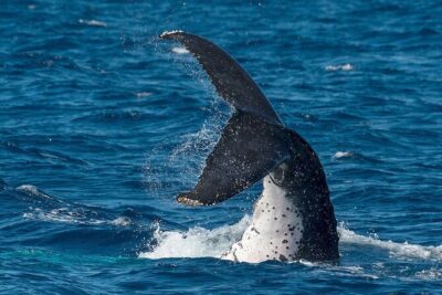 Half-Day Whale Watching Tour from Burnett Heads with Lunch - Timing and route: 4 hours on the Humpback Highway
