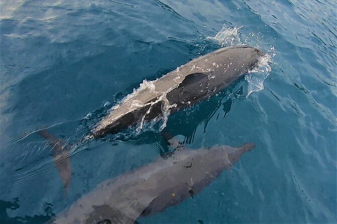 Half day whale watching - Without launch - The onboard vibe: hosts, crew, and learning without pressure