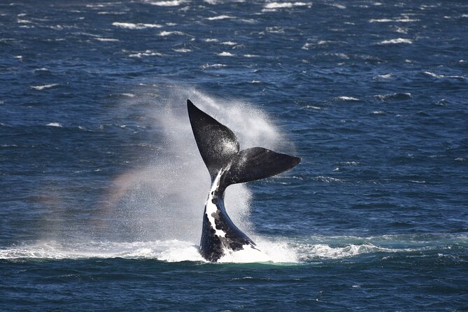 Hermanus Land based Whale Tour with Dave de Beer - Key Things I’d Prioritize