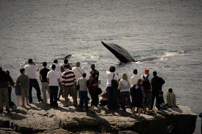 Hermanus Land based Whale Tour with Dave de Beer - Photo and Timing Tips From About 15 Metres Up