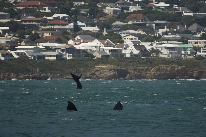Hermanus Land based Whale Tour with Dave de Beer - Price and Value for a Private 2.5-Hour Tour