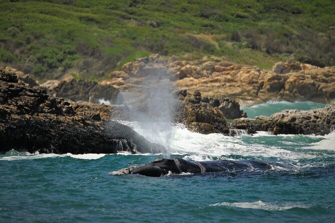Hermanus Land based Whale Tour with Dave de Beer - Who This Tour Suits Best in Hermanus