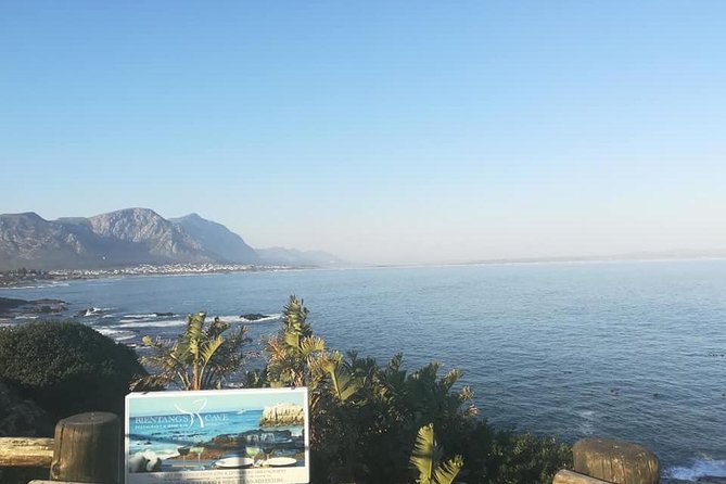 Hermanus Whale Coast Wine Tour (Cape To Grape Wine Tours) - Hamilton Russell Vineyards: Starting With a Proper Tasting Hour