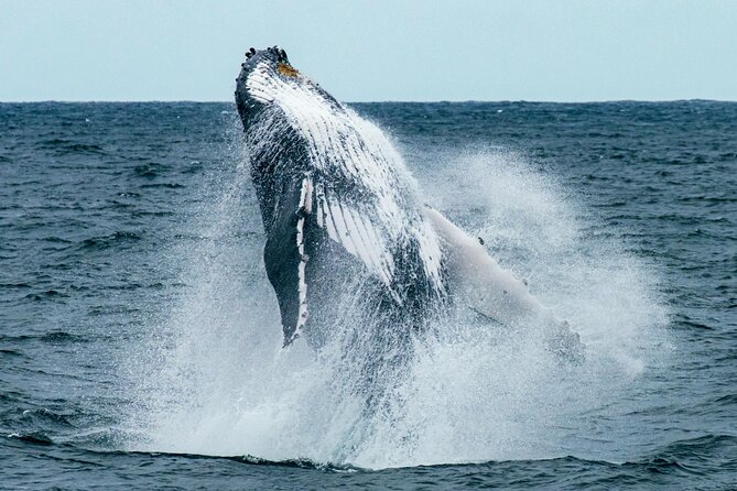 Hermanus Whale Watching and Wine Tasting - Key highlights at a glance