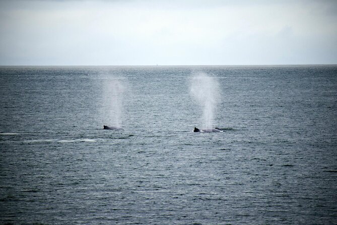 Hermanus Whale Watching and Wine Tasting - Hermanus Waterfront: ocean views, snacks, and a reset