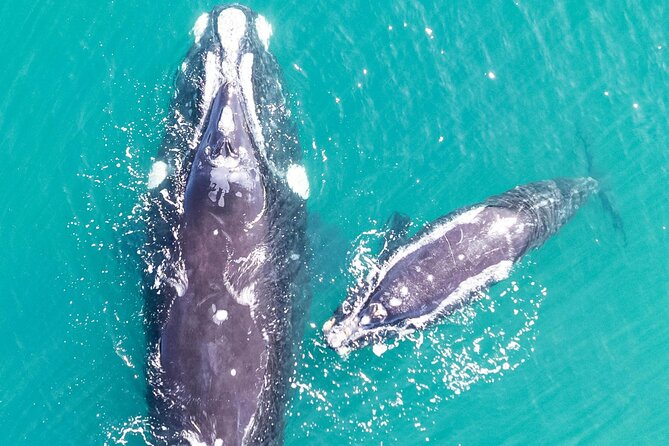 Hermanus Whale Watching and Wine Tasting - Price and what you should budget for in whale season