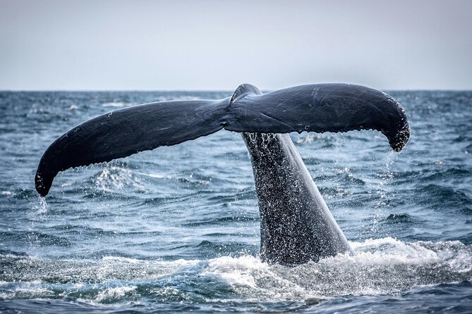 Hermanus Whale Watching and Wine Tasting - Practical tips for your morning in Cape Town to Hermanus