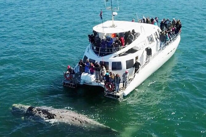 Hermanus Whale Watching and Wine Tasting Private Tour - Key highlights you’ll actually care about