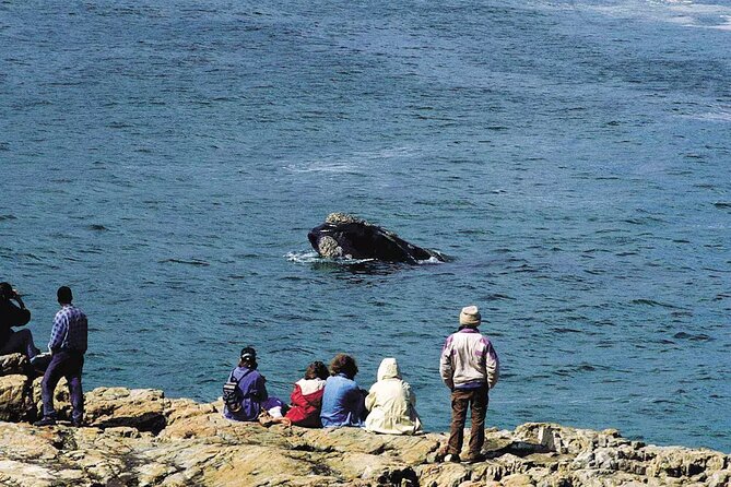 Hermanus Whale Watching and Wine Tasting Private Tour - Hermanus and the Southern Right whale window (June to November)