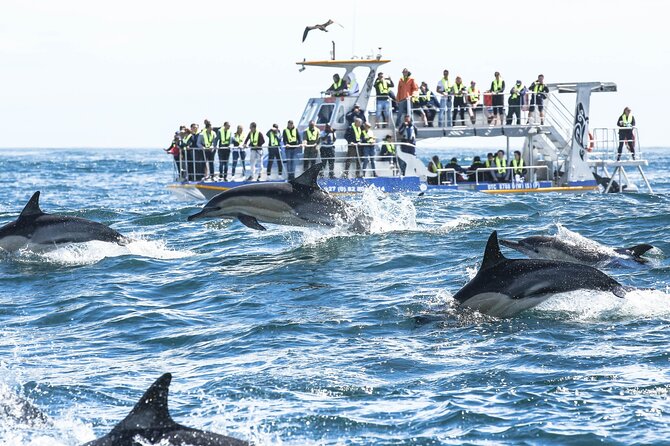 Hermanus Whale Watching and Wine Tasting Private Tour - Stony Point penguins: short visit, big payoff