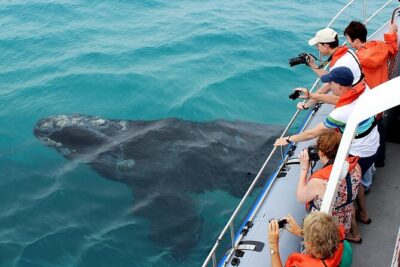 Hermanus Whale Watching and Wine Tasting Private Tour - Whale cruises in Hermanus: what a 3-hour hunt feels like