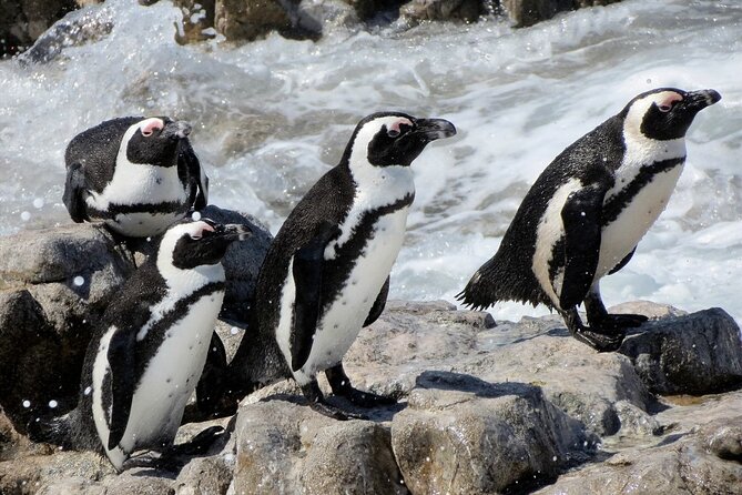 Hermanus Whale Watching and Wine Tasting Private Tour - Weather, seas, and expectations: the one honest caution