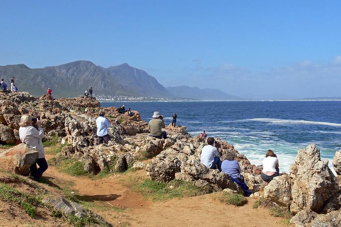 Hermanus Whale Watching Day Trip from Cape Town - Key things to know