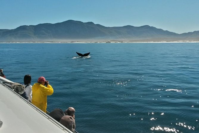 Hermanus Whale Watching & Penguins Shared Tour from Cape Town - A morning start that actually makes sense for whales