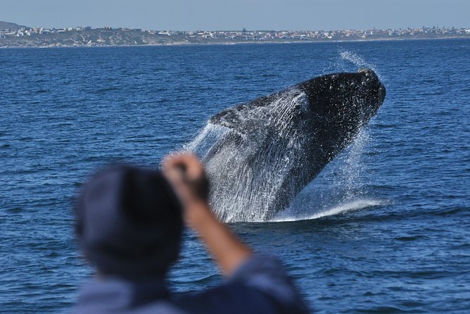 Hermanus Whale Watching & Penguins Shared Tour from Cape Town - What to know about whale watching chances (and how to plan your expectations)