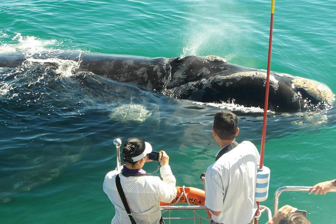 Hermanus Whale Watching & Penguins Shared Tour from Cape Town - How the guides and drivers can make or break the day