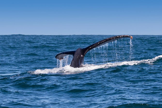 Hermanus Whale Watching & Penguins Shared Tour from Cape Town - Hermanus lunch: flexible, but plan for the cost