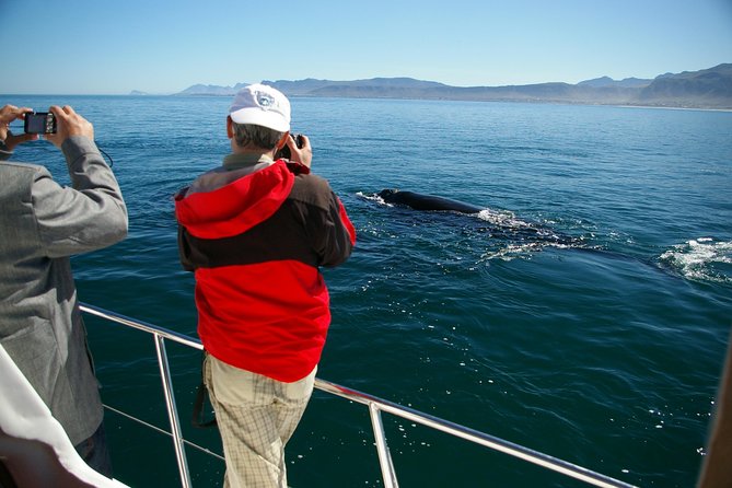 Hermanus Whale Watching & Penguins Shared Tour from Cape Town - Timing and pacing: will 6 hours feel rushed?