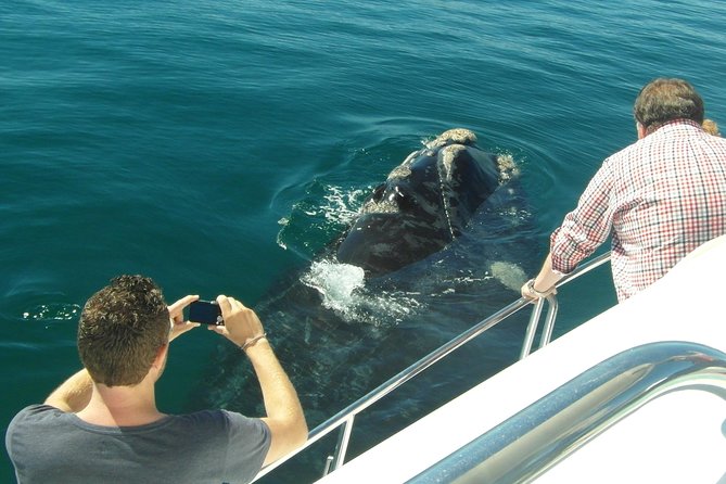 Hermanus Whale Watching & Penguins Shared Tour from Cape Town - Price and value: what you’re paying for
