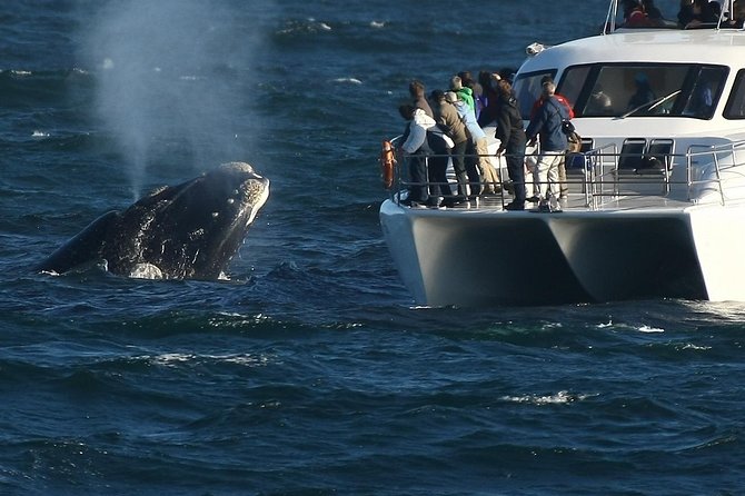 Hermanus Whale Watching Shared Boat Trip and Private Wine Tour from Cape Town - The logistics that matter: 6:30 am pickup and a full 10-hour day
