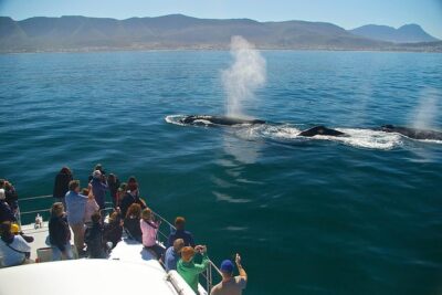 Hermanus Whale Watching Shared Boat Trip and Private Wine Tour from Cape Town - Southern Right Charters: what the whale boat experience feels like