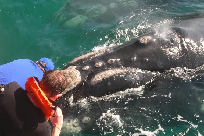 Hermanus Whale Watching Shared Boat Trip and Private Wine Tour from Cape Town - The drive back on Route 44 and why the timing feels right