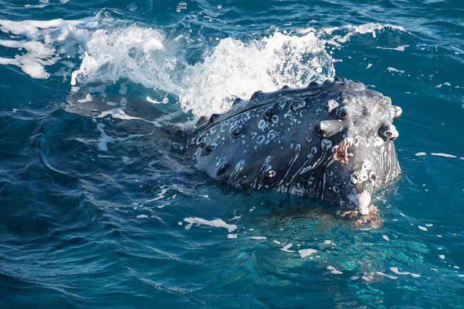 Hervey Bay: Best Value Half Day Whale Watching Cruise - Why This 4-Hour Whale Watch Works Even With Tight Days