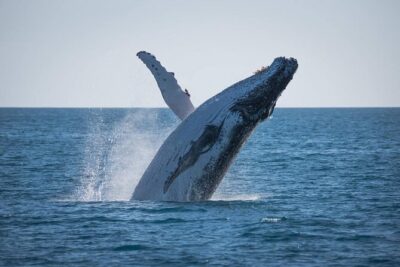 Hervey Bay: Best Value Half Day Whale Watching Cruise - Quick Cat II and the Four-Deck View Advantage
