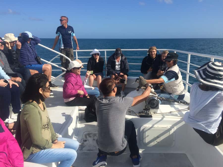 Hervey Bay: Half-Day Whale Watching Cruise with Meal - Key highlights you’ll actually feel on board