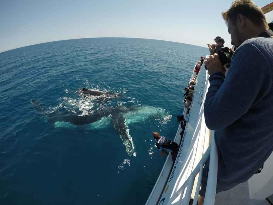 Hervey Bay: Half-Day Whale Watching Cruise with Meal - Practical tips before you go (so you can enjoy the whales, not fuss)