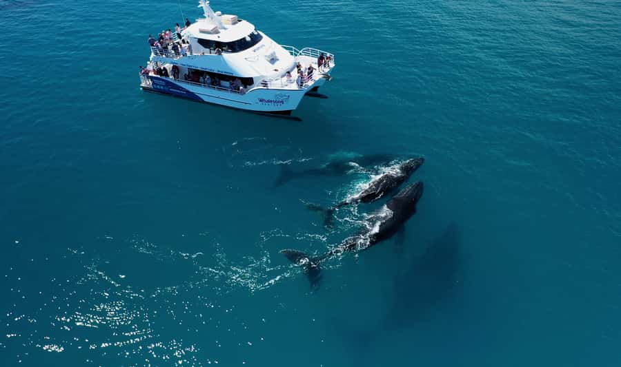 Hervey Bay: Half-Day Whale Watching Cruise with Meal - Hervey Bay and humpbacks: why this area works
