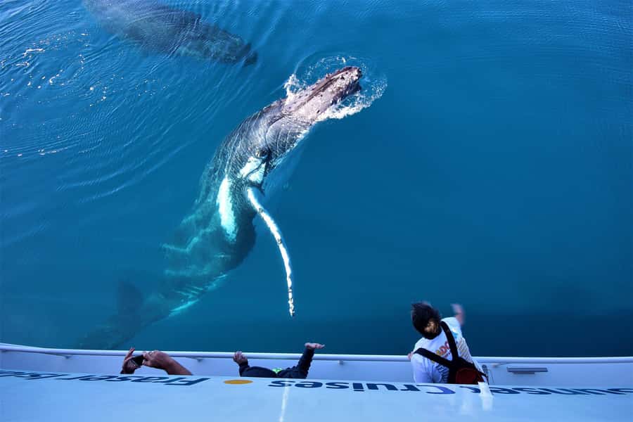 Hervey Bay: Half-Day Whale Watching Cruise with Meal - The 4-hour cruise on Whalesong: what you’ll do during the whale-watching window