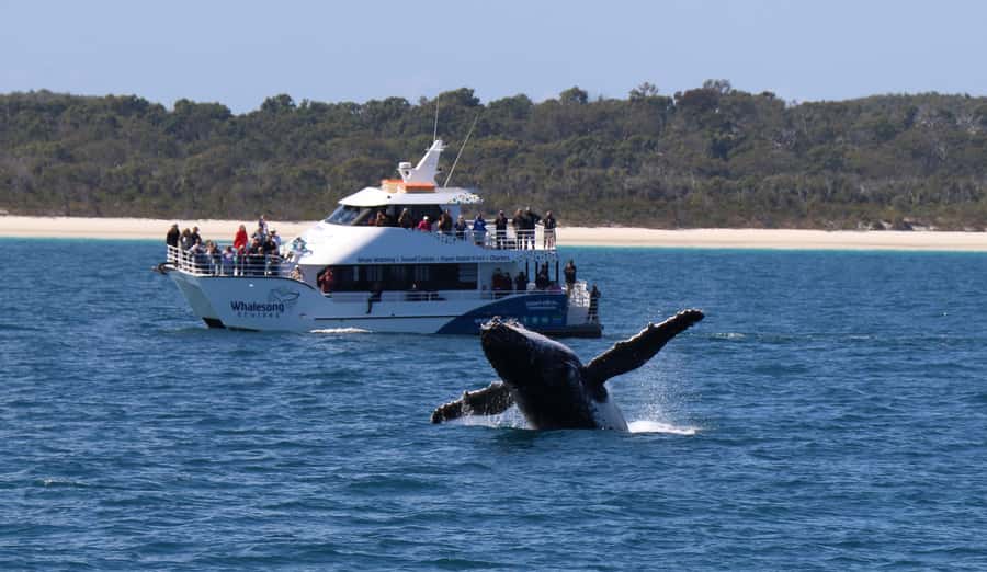 Hervey Bay: Half-Day Whale Watching Cruise with Meal - Beyond whales: what else you’ll spot during the cruise