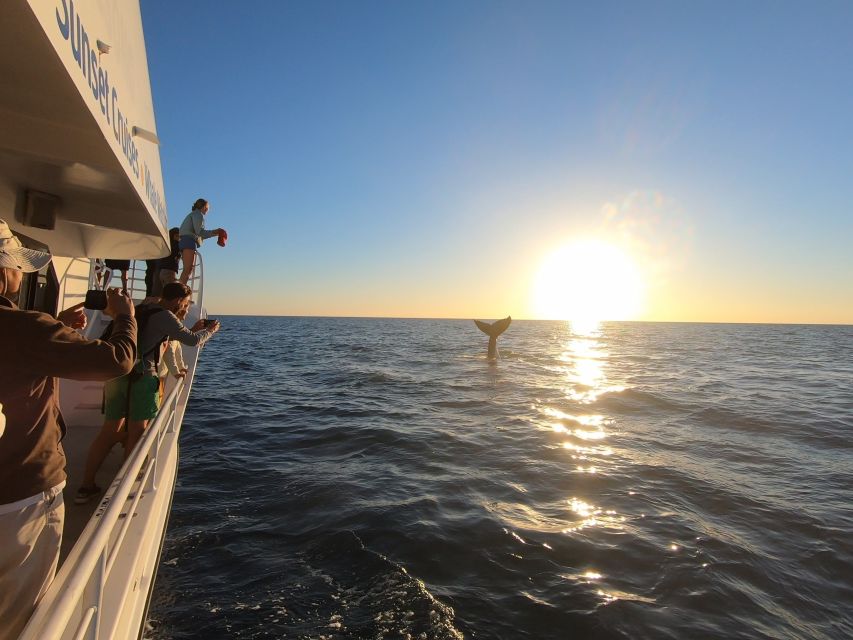 Hervey Bay: Half-Day Whale Watching Cruise with Meal - Who this tour suits best (and who should pick a different day)