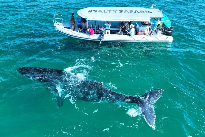 Hervey Bay: Half Day Whale watching & Island Stop Tour - Key things I’d zoom in on