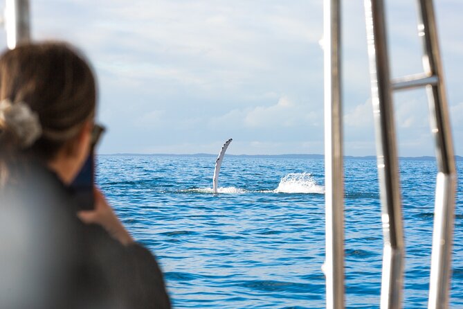 Hervey Bay: Half Day Whale watching & Island Stop Tour - Western K’gari (Fraser Island) cruise: photos and scenery between whale sightings