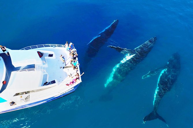 Hervey Bay: Half Day Whale watching & Island Stop Tour - Great Sandy National Park coastline stop: a change of pace on land