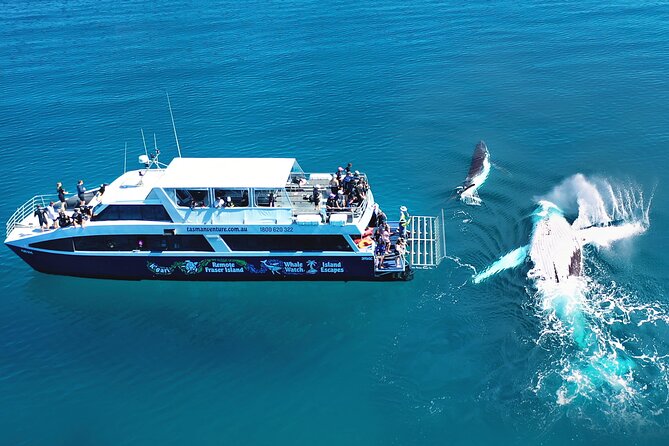 Hervey Bay: Half Day Whale watching & Island Stop Tour - What’s included onboard and at the secluded beach stop