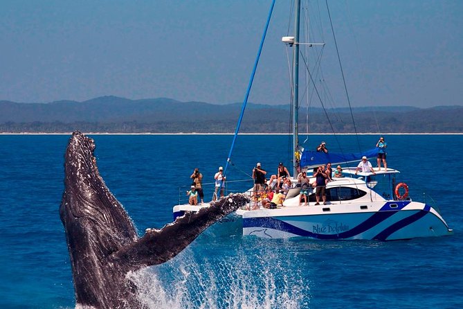 Hervey Bay: Half Day Whale watching & Island Stop Tour - Price and value: is $118.35 per person worth it?