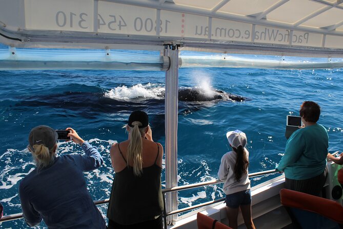 Hervey Bay Ultimate Whale Watching Cruise - Key things I’d zoom in on before you go