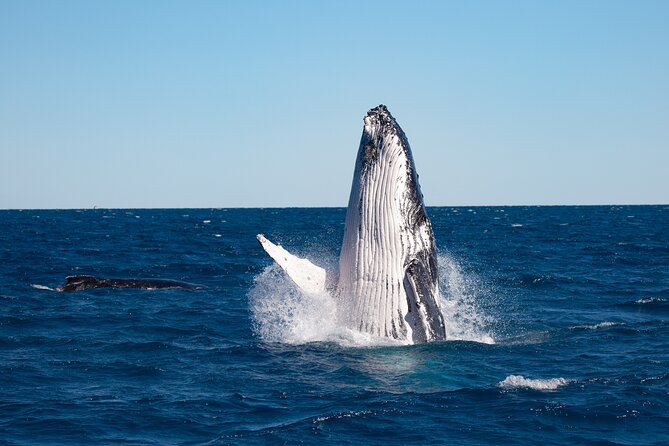 Hervey Bay Ultimate Whale Watching Cruise - Whale watching value in Hervey Bay’s best season
