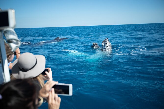 Hervey Bay Ultimate Whale Watching Cruise - What makes the guide style work (and why it matters)