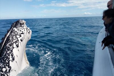 Hervey Bay Ultimate Whale Watching Cruise - What you’ll do in those 3 hours (and what each part is really for)