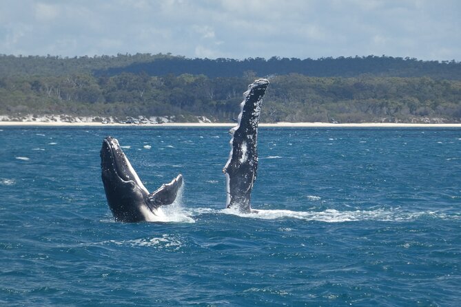 Hervey Bay Ultimate Whale Watching Cruise - Snacks, drinks, and keeping kids engaged