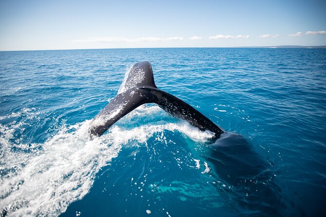 Hervey Bay Ultimate Whale Watching Cruise - Weather reality: operating in all conditions, but still dress like it’s the ocean